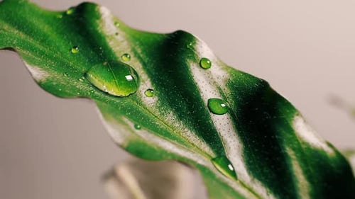 Macro of Raindrops Falling on Green Leaves of Flowers