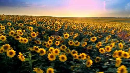 Sonnenblumen