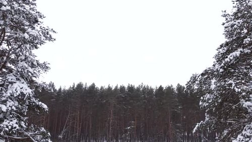 Drone Flies Past Two Snowcovered Pines Against the Background of a Pine Forest