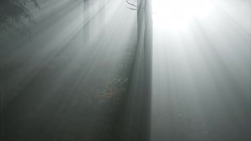 Coniferous Forest Backlit By the Fising Sun on a Misty