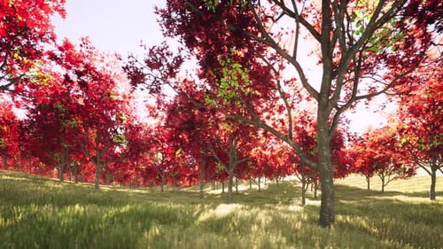 Beautiful Colorful Autumn Forest Red Trees Nature Season Orange Grass Landscape