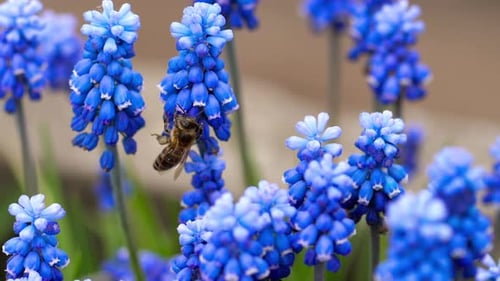 Bee on Vibrant Blue Grape Hyacinth Flowers