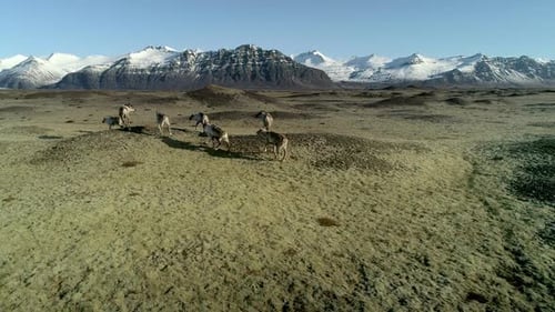 Icelandic Reindeers Running By the Mossy Hills in Iceland