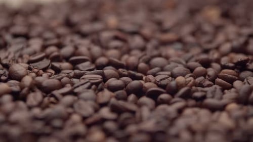 On a Large Pile of Brown Roasted Beans Falls a Handful Coffee Seeds Closeup