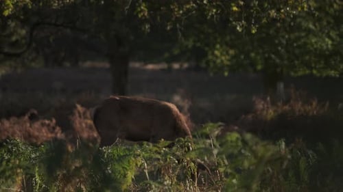 Deer Foraging in Forest Sunlight