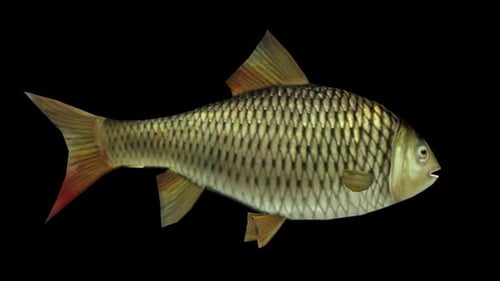 Fish 1