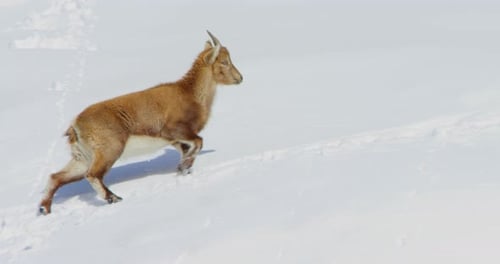 Ein Baby Steinbock geht einen verschneiten Berg hinauf