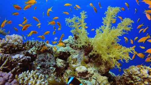 Underwater Tropical Reef Clownfish