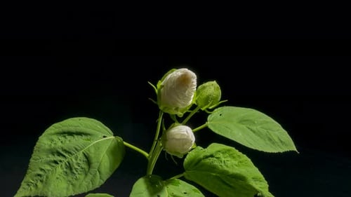 White Flower Blooming Against Black Background