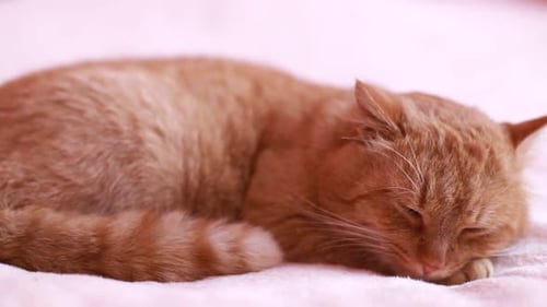 Orange Tabby Cat Sleeping on Pink Blanket