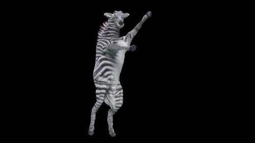 Animated 3D Zebra Dancing and Performing Happy Movements