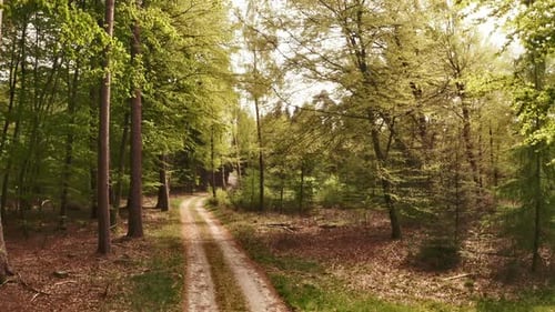 Bottom to the Top of Forest With Trees and Path in the Background