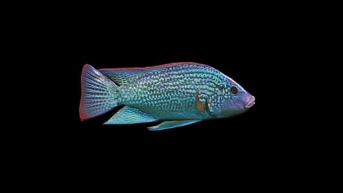 Pescado 3