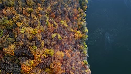 Aerial Shot of Forest in Fall Season