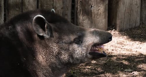 The South American tapir yawning (Tapirus terrestris)