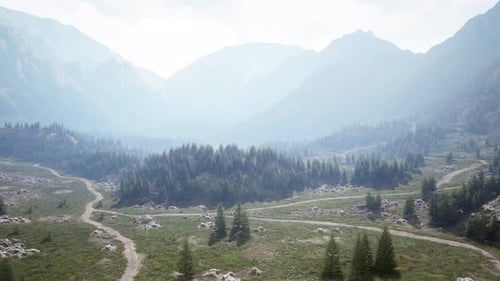Aerial Top View of Summer Green Trees in Forest in Swiss Alps