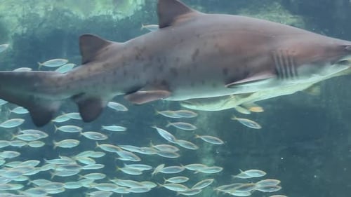 Aquarium Fish Display
