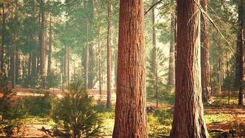 Giant Sequoias in the Giant Forest Grove in the Sequoia National Park