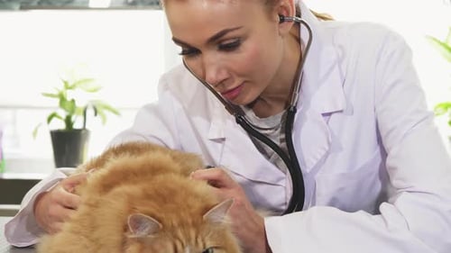 Veterinarian Examines Cat with Stethoscope in Office
