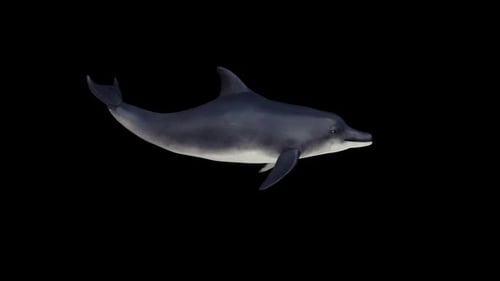 Delphin