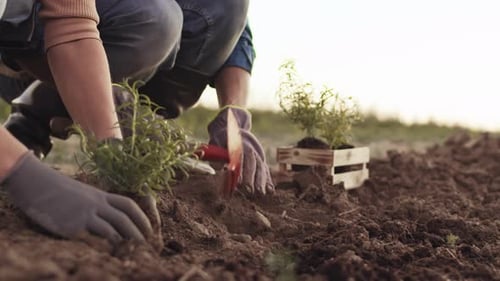 People Planting Seedling in the Field