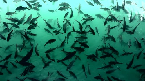 massive fishes swimming in water