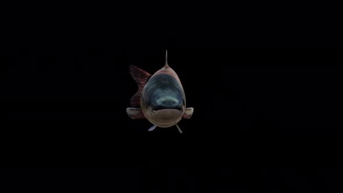 Amur Fish View From Front