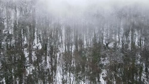Snowy Forest
