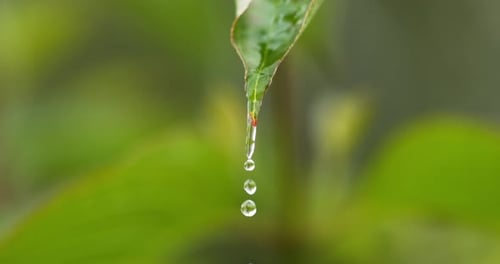 Water Droplets Hanging from End of a Green Leaf