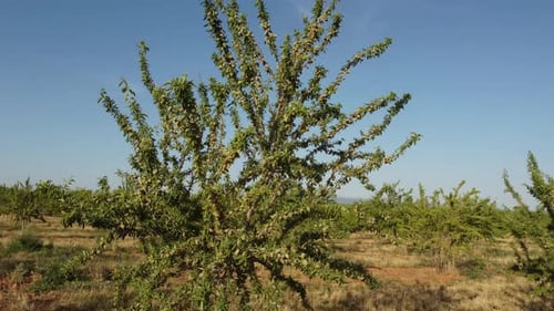 Almond Nut Trees Agriculture