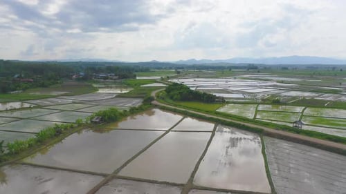 Aerial top view of paddy rice terraces with water reflection, green agricultural fields