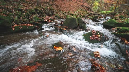 Mountain River with Autumn Logs and Leaves