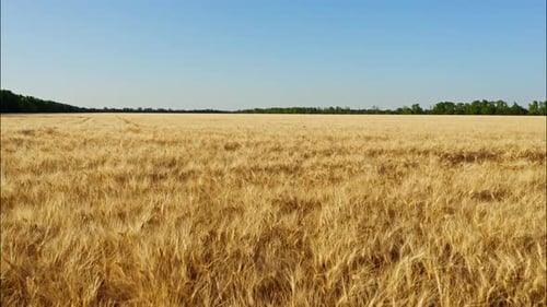 Top View of a Wheatfield