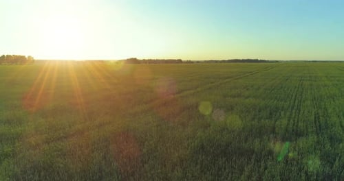 Low Altitude Flight Above Rural Summer Field with Endless Yellow Landscape at Summer Sunny Evening