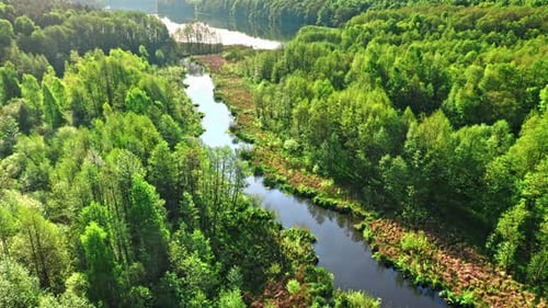 Green forest and river at sunrise in spring.