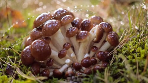 Armillaria Mushrooms of Honey Agaric In a Sunny Forest in the Rain