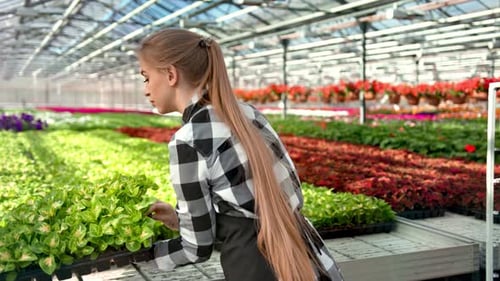Young Professional Female Farmer Putting Box with Seedling Plant Working at Greenhouse