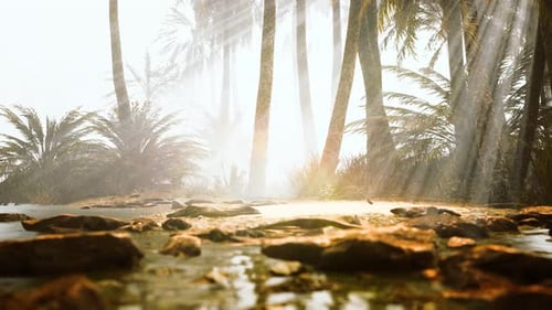 Sunlight Through Palm Trees Over Water with Mist