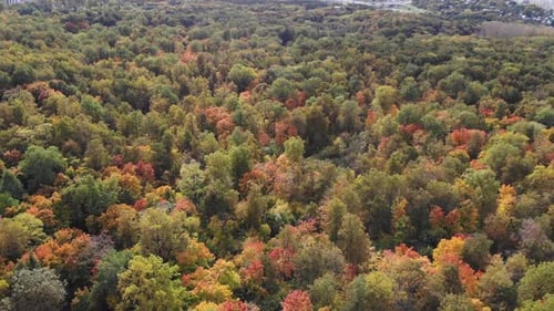 Aerial View of Autumn Forest