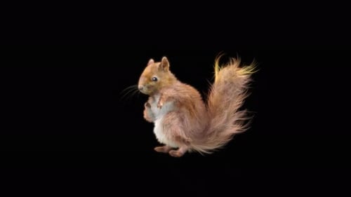 Realistic 3D Animated Squirrel Stands and Looks Around