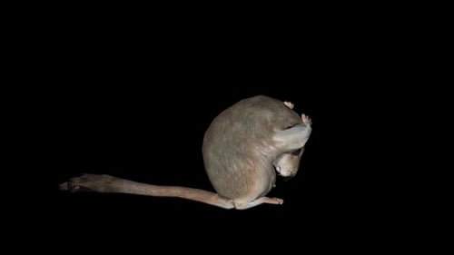 Rat Animation