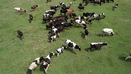 Aerial View of Cows Grazing in Green Pasture