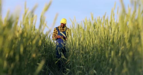 The Farmer Inspects the Harvest in the Wheat Field