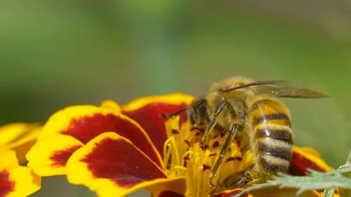 Macro close up of Bee Collecting Pollen in Yellow Red Flower during pollination time