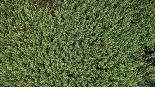 Aerial View of Lush Green Reed Field
