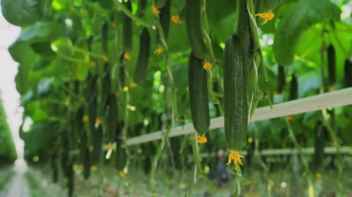 Cucumbers Hang on a Branch in an Industrial Greenhouse
