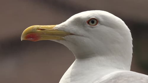 Kopf und Gesicht der Möwe