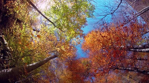 Vibrant Fall Foliage Canopy Looking Upward