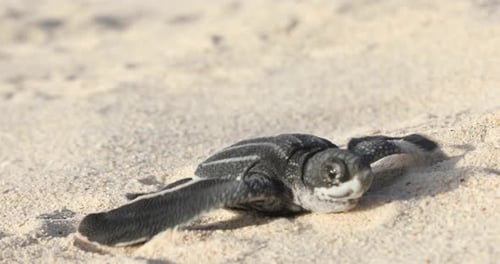 Babyschildkröten kriechen auf Sand ins Wasser
