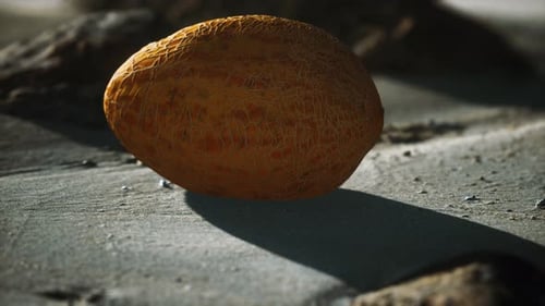 Melon du désert sur la plage de sable